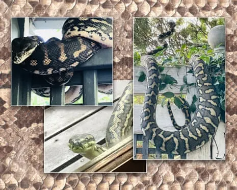 Accepting my Reptiles in the Overhead Space: A Journey from Dread to Respect